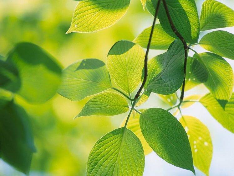 leaves, Green, Nature HD Wallpaper Desktop Background