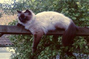 cat, Animals, Neva Masquarade, Siberian Cat