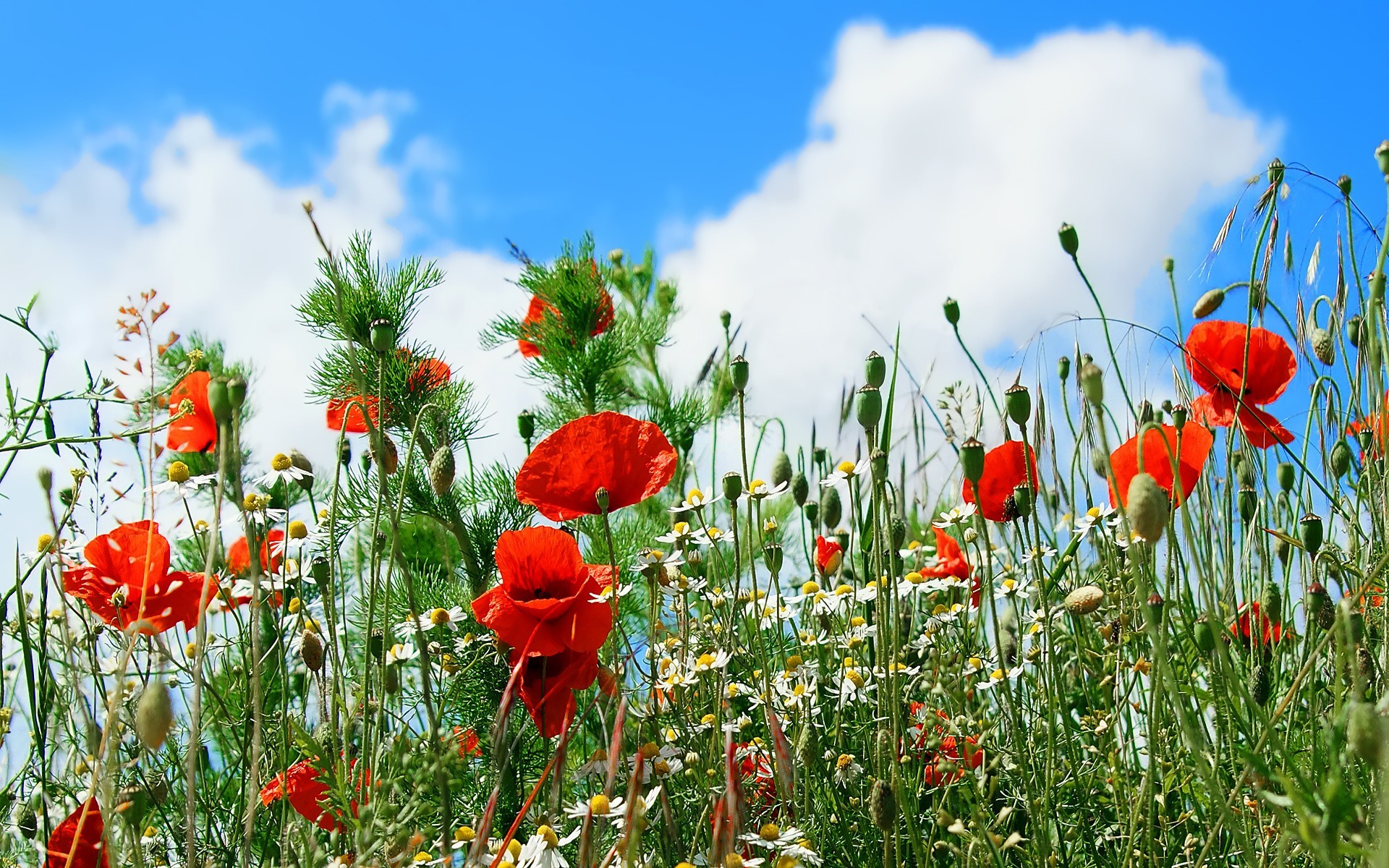 field, Flowers, Nature Wallpapers HD / Desktop and Mobile ...