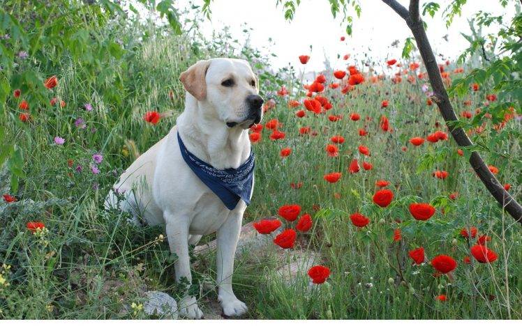 flowers, Dog, Animals, Nature HD Wallpaper Desktop Background