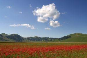 field, Mountain, Flowers, Landscape