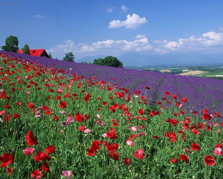 poppies, Lavender, Flowers, Field, Landscape HD Wallpaper Desktop Background
