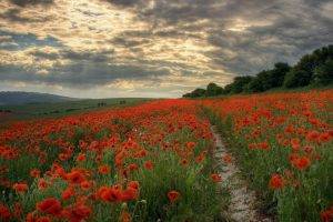 poppies, Path, Landscape, Field, Flowers, Hill