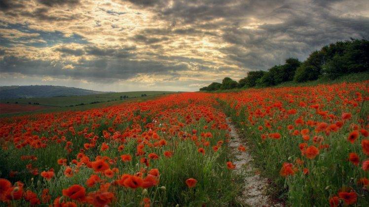 poppies, Path, Landscape, Field, Flowers, Hill HD Wallpaper Desktop Background