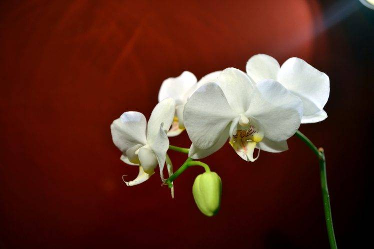 flowers, Nature, Orchids HD Wallpaper Desktop Background
