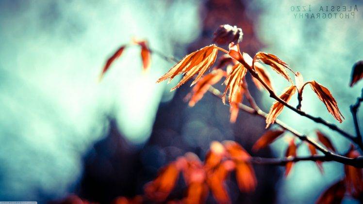 nature, Macro, Leaves HD Wallpaper Desktop Background