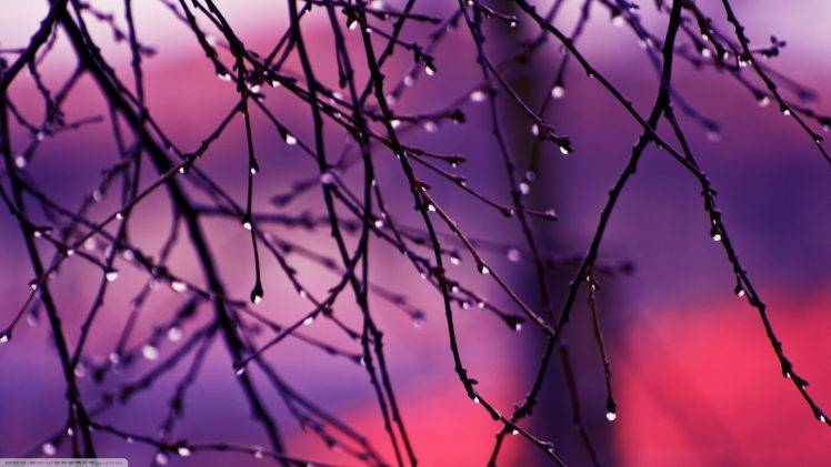 twigs, Water Drops, Nature, Dew, Depth Of Field HD Wallpaper Desktop Background