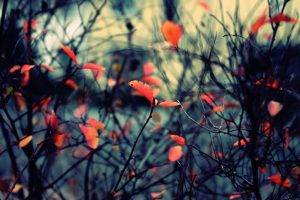 fall, Nature, Twigs, Leaves