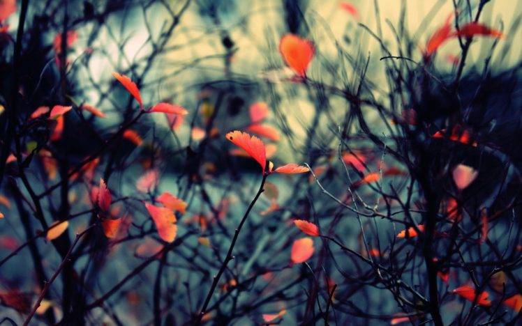 fall, Nature, Twigs, Leaves HD Wallpaper Desktop Background