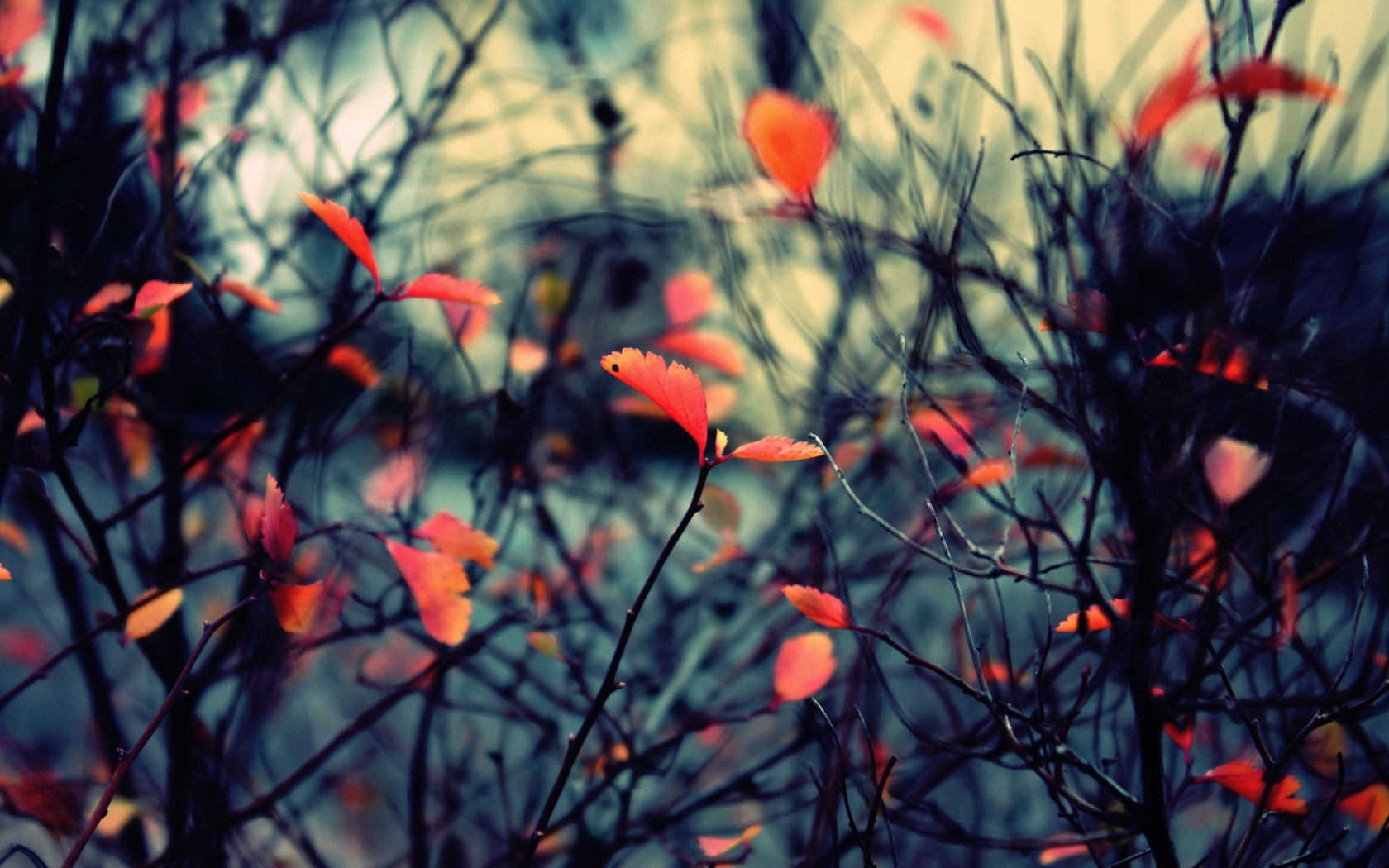 fall, Nature, Twigs, Leaves Wallpaper