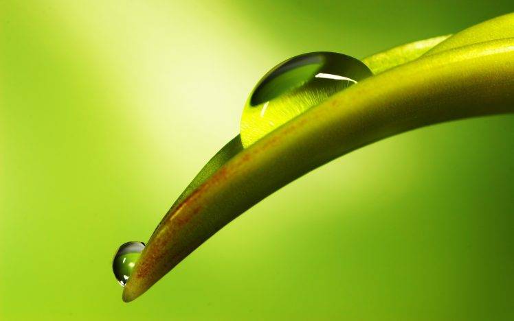 nature, Macro, Leaves, Water Drops HD Wallpaper Desktop Background