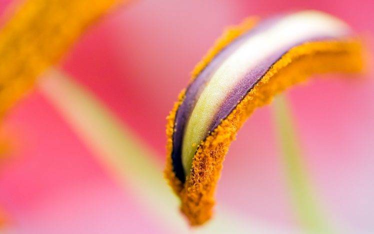nature, Flowers, Macro HD Wallpaper Desktop Background