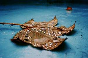 nature, Macro, Leaves, Water Drops