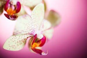 nature, Flowers, Macro, Orchids