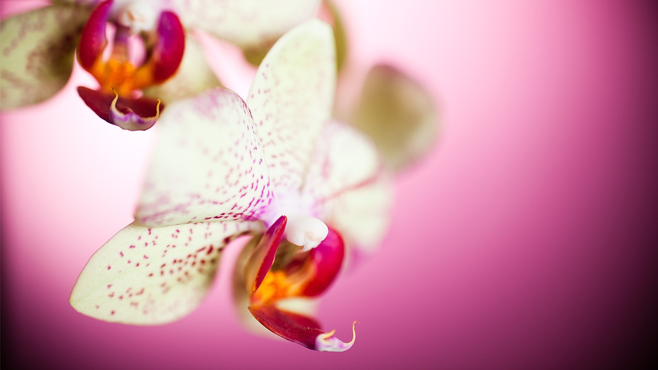 природа цветы розовые орхидеи nature flowers pink orchids загрузить