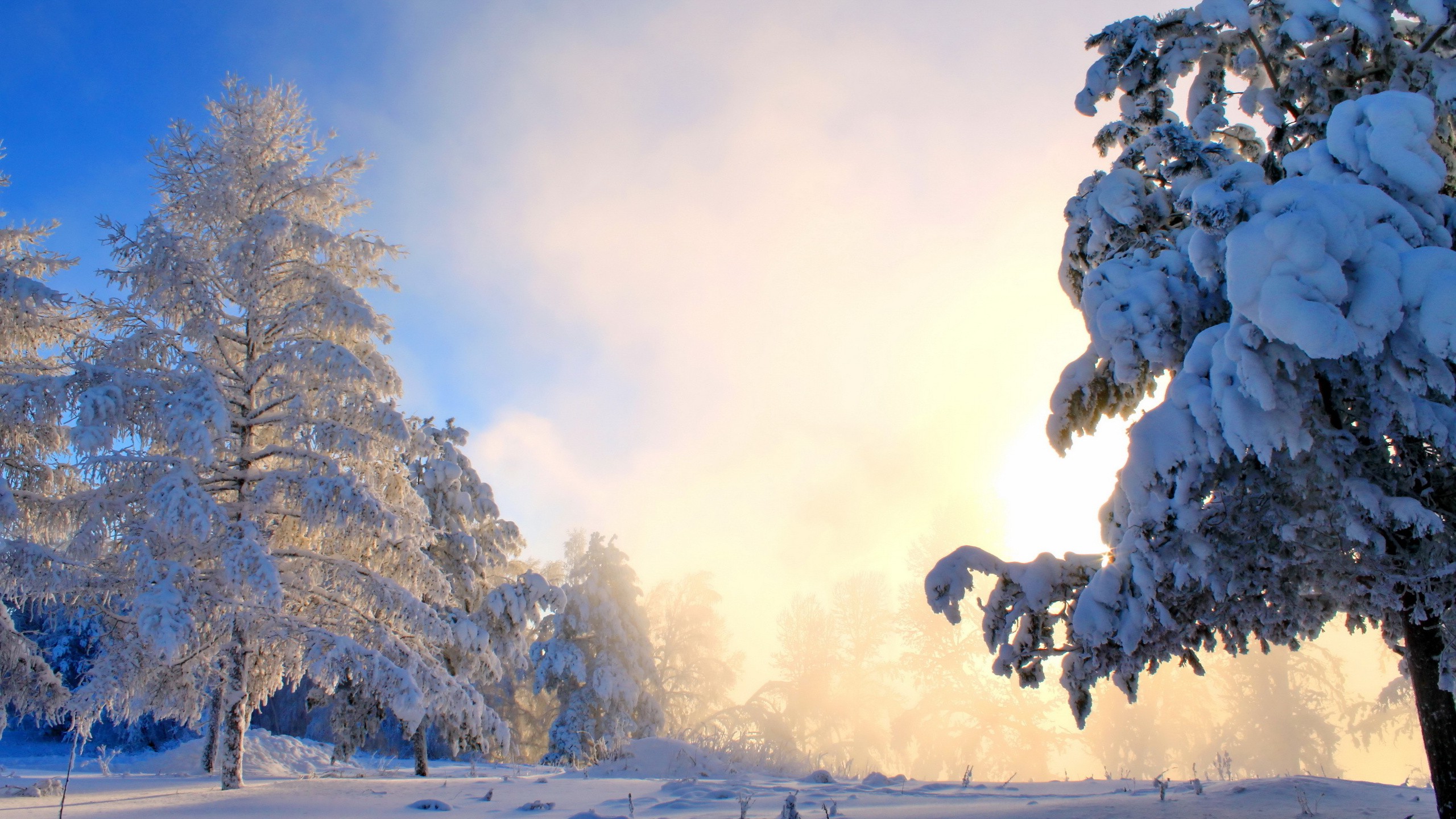 nature, Snow Wallpaper