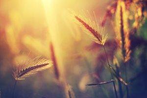 HDR, Nature, Spikelets, Sunlight