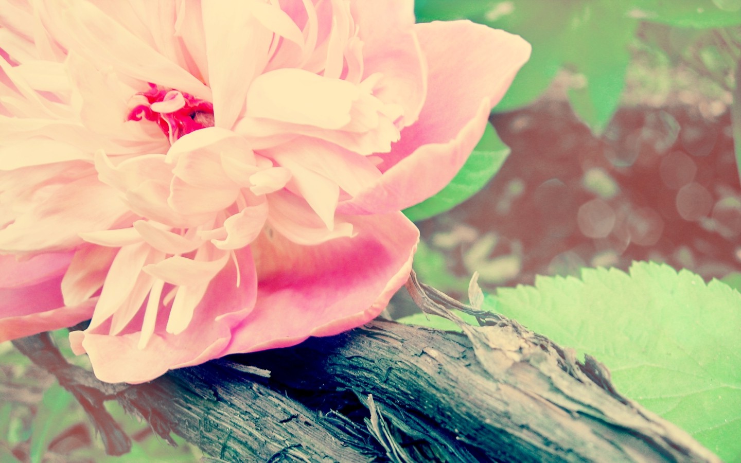 nature, Flowers Wallpaper
