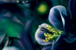 nature, Flowers, Macro, Blue Flowers