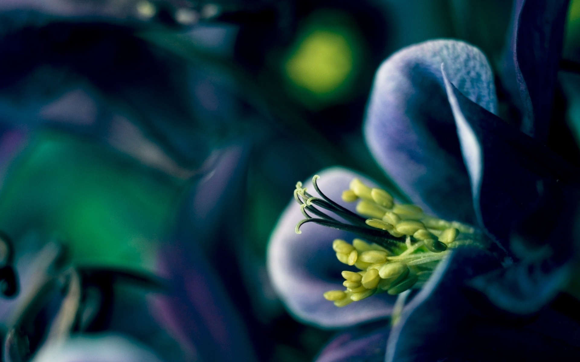 nature, Flowers, Macro, Blue Flowers Wallpaper