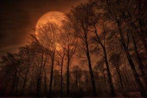 nature, Forest, Trees, Moon, Monochrome, Spooky