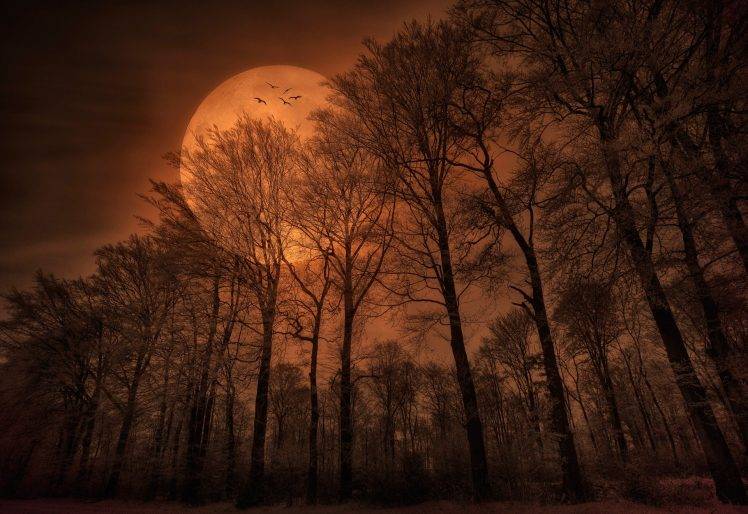 nature, Forest, Trees, Moon, Monochrome, Spooky HD Wallpaper Desktop Background