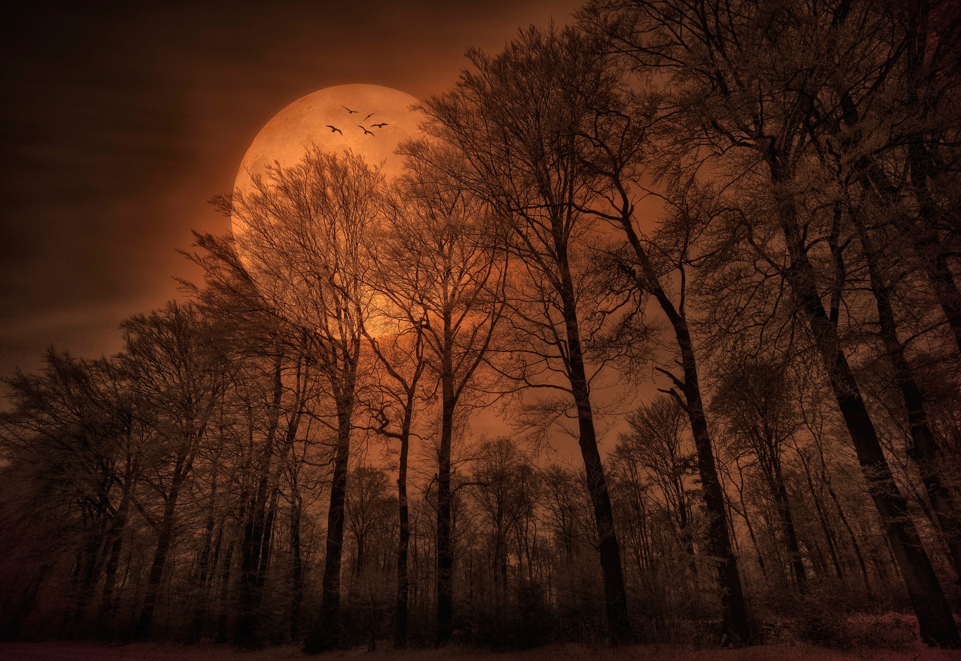 nature, Forest, Trees, Moon, Monochrome, Spooky Wallpaper