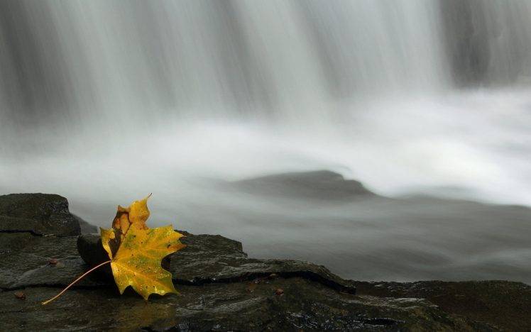 nature, Leaves, Waterfall HD Wallpaper Desktop Background