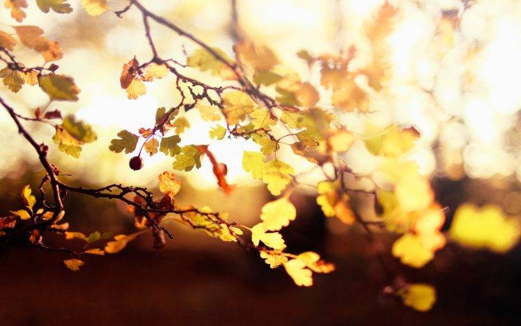 nature, Leaves, Depth Of Field HD Wallpaper Desktop Background