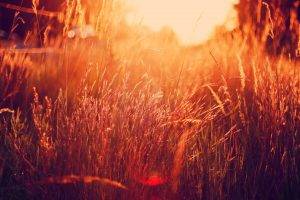 nature, Sunlight, Grass, Filter