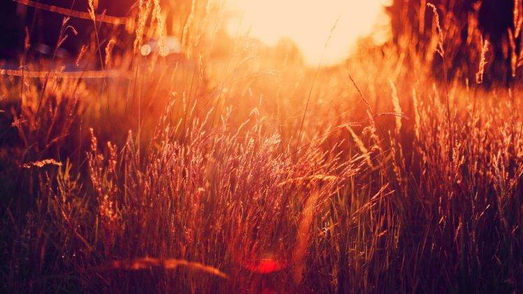 nature, Sunlight, Grass, Filter HD Wallpaper Desktop Background
