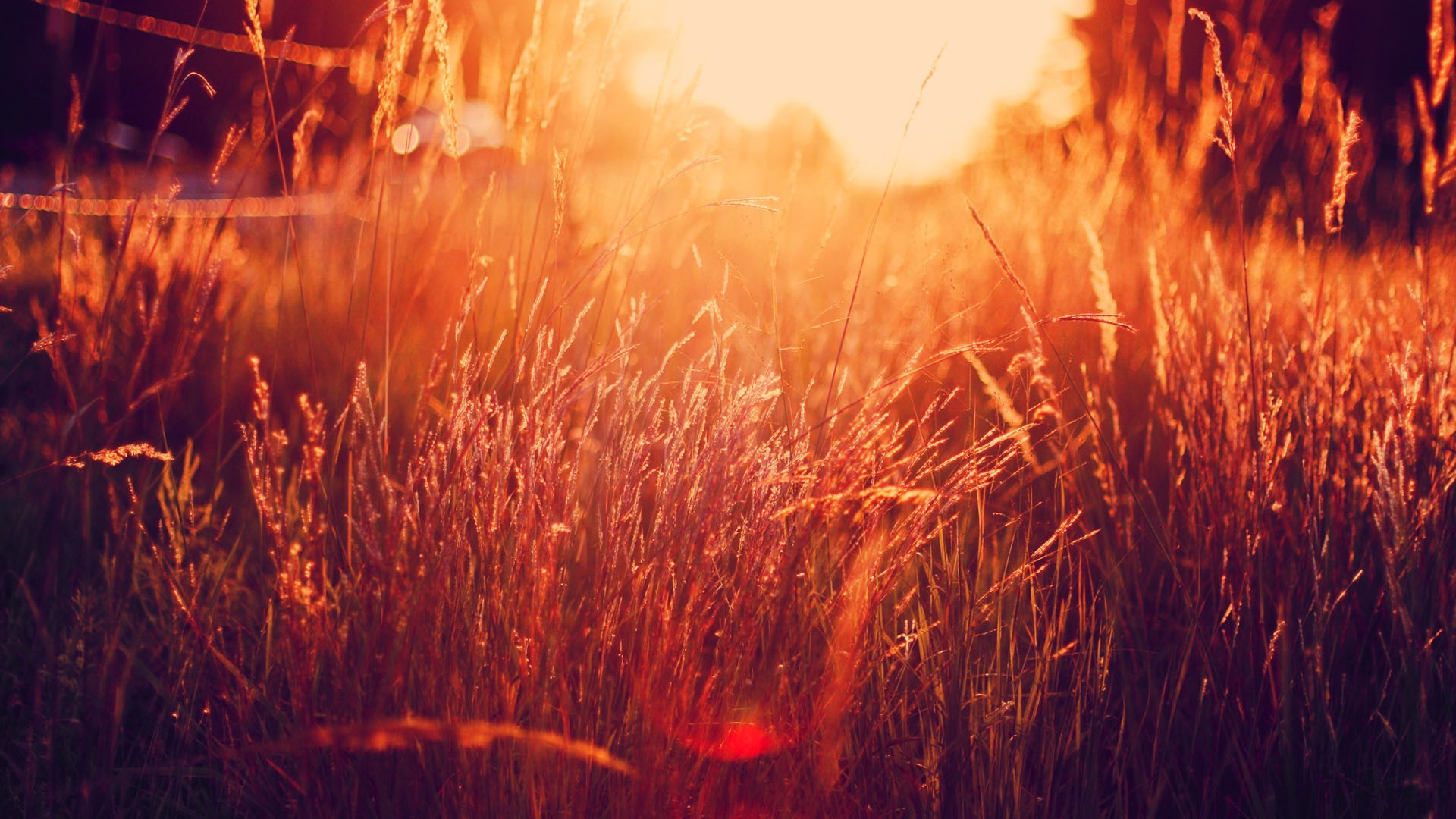 nature, Sunlight, Grass, Filter Wallpaper