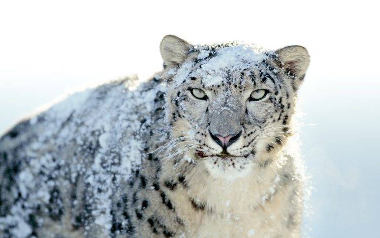 snow Leopards, Apple Inc., Animals, Leopard HD Wallpaper Desktop Background