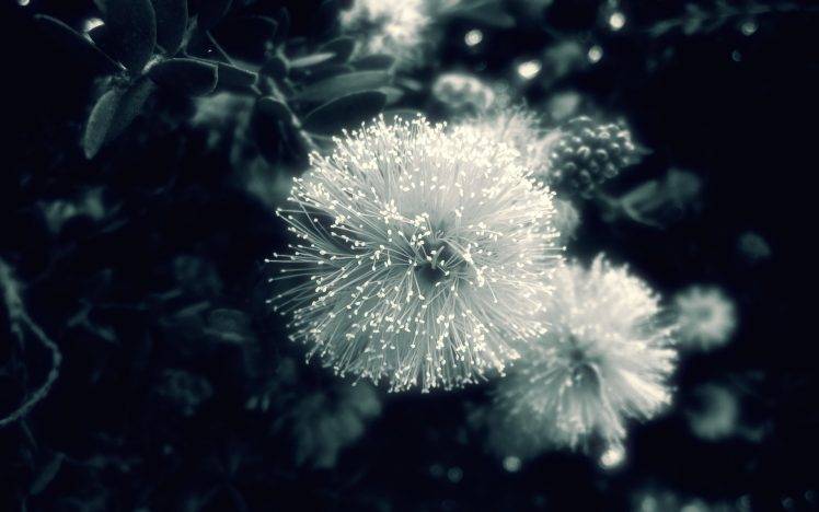 Calliandra, Monochrome, Flowers HD Wallpaper Desktop Background