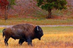 buffalo, Bison, Animals