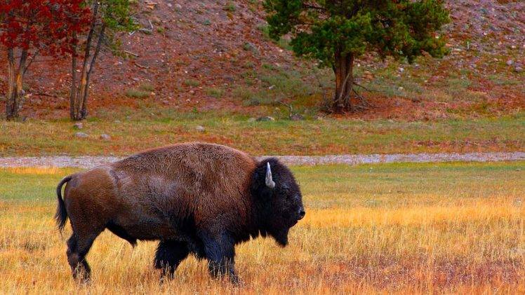 buffalo, Bison, Animals HD Wallpaper Desktop Background