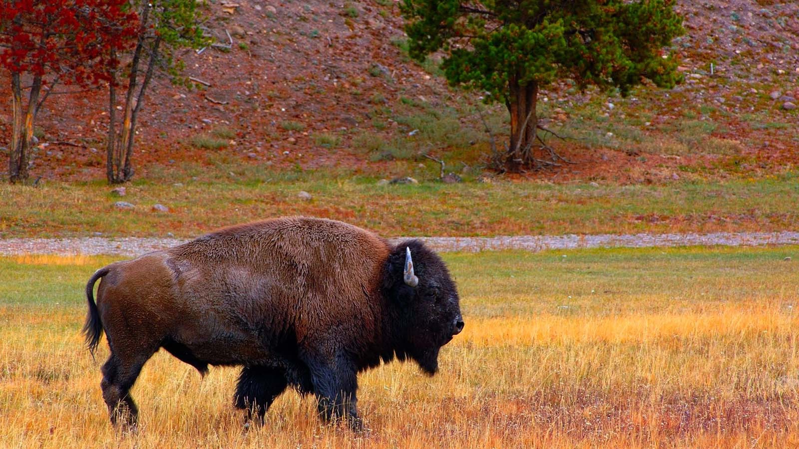 buffalo, Bison, Animals Wallpaper