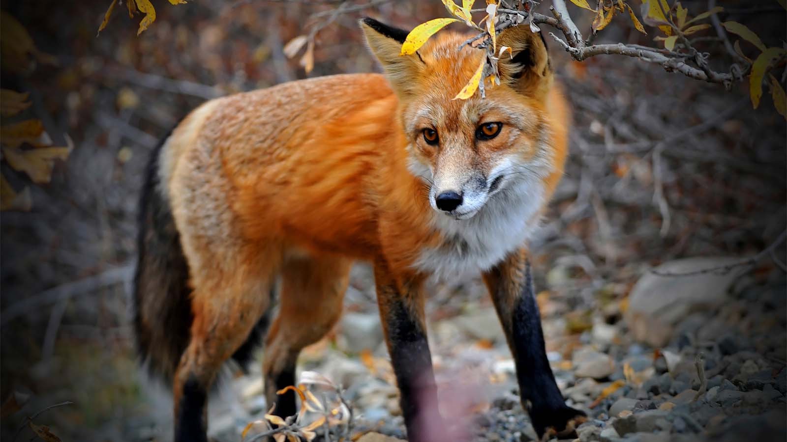 fox, Animals Wallpaper