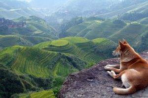 dog, Terraced Field, Landscape, Animals