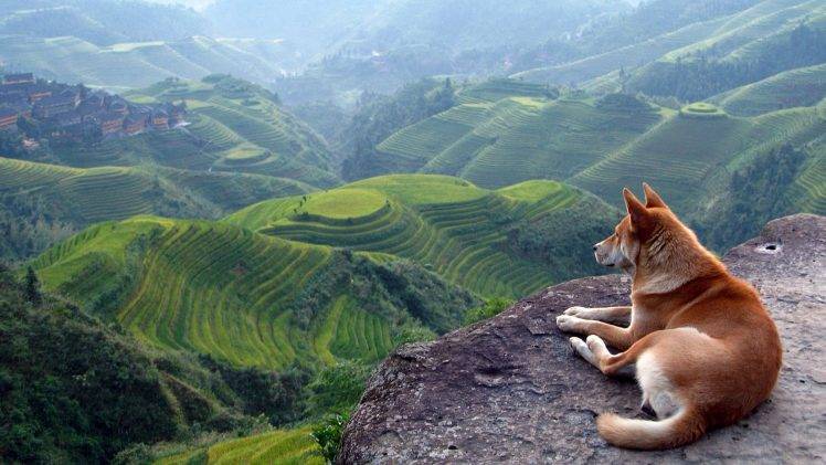 dog, Terraced Field, Landscape, Animals HD Wallpaper Desktop Background
