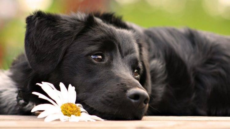 dog, Puppies, Animals, White Flowers HD Wallpaper Desktop Background
