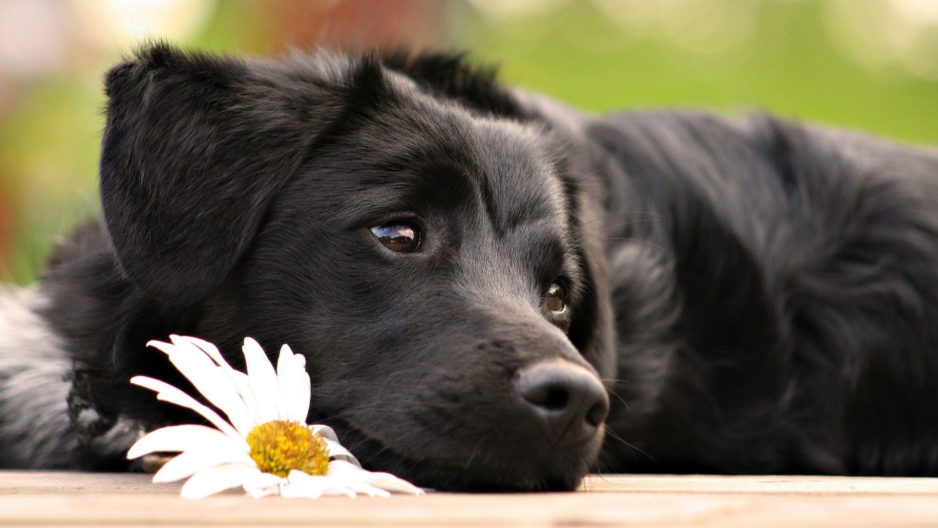 dog, Puppies, Animals, White Flowers Wallpaper
