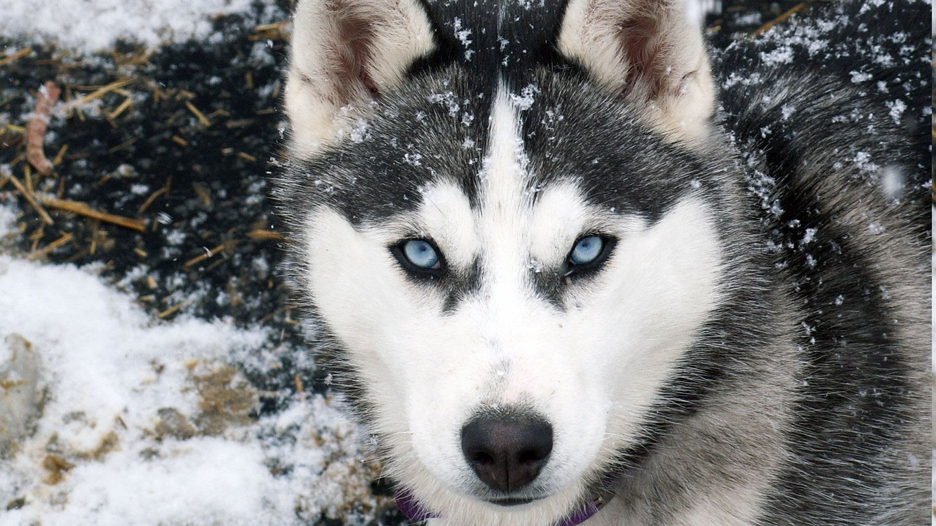 dog, Animals, Snow Wallpaper