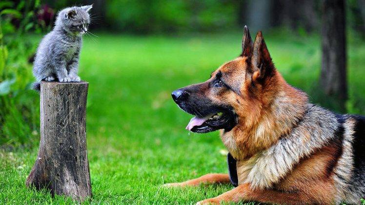 dog, Kittens, German Shepherd, Animals, Cat, Tree Stump HD Wallpaper Desktop Background