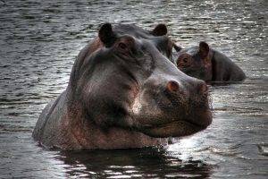 hippos, Animals
