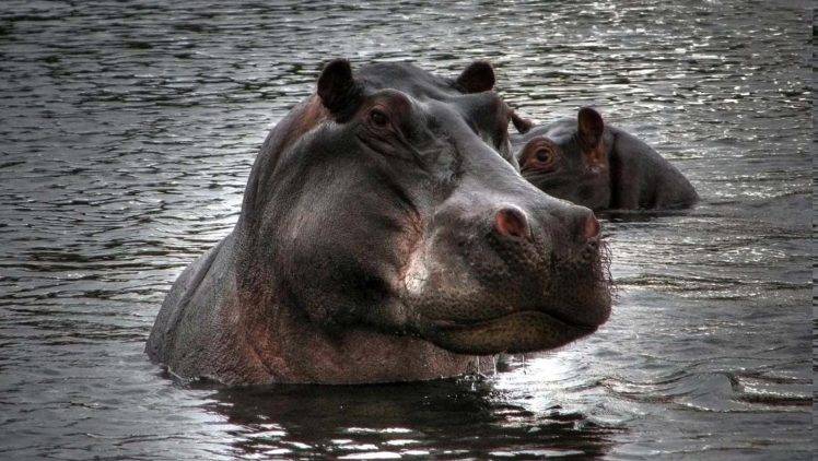 hippos, Animals HD Wallpaper Desktop Background