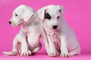 animals, Dog, Pink Background, Puppies