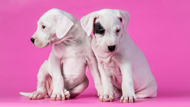animals, Dog, Pink Background, Puppies HD Wallpaper Desktop Background
