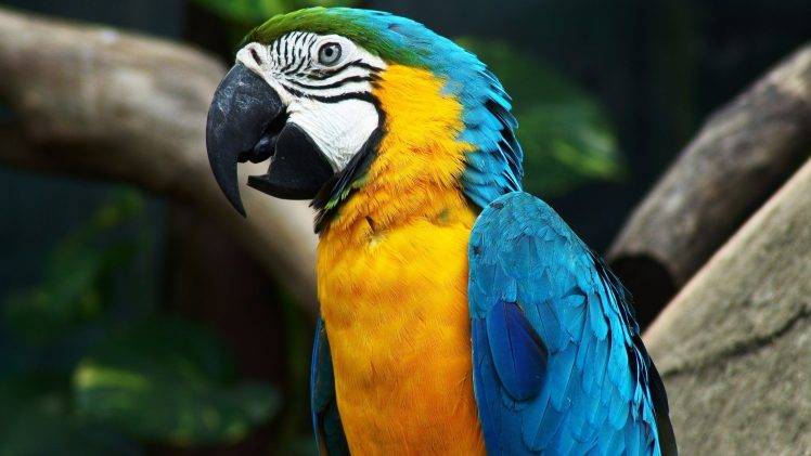 animals, Birds, Macaws HD Wallpaper Desktop Background