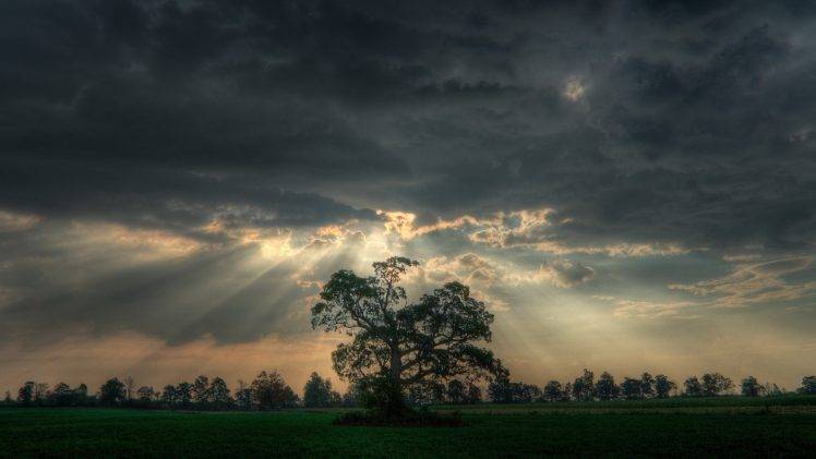 nature, Sun Rays, Trees HD Wallpaper Desktop Background